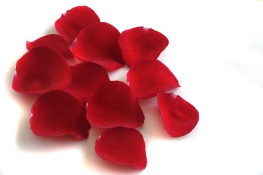 Gül yaprakları beyaz arka planda yumuşak bir hediye olarak