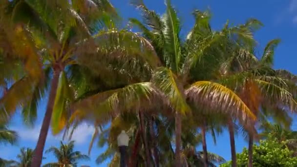 影片片段迈阿密棕榈树 — 图库视频影像