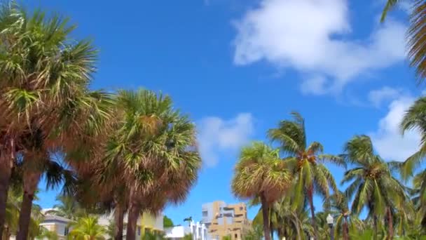 Palm trees in miami — Stock Video