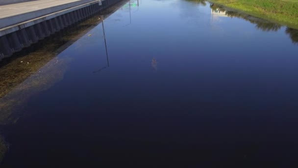 Alligator zwemmen in een kanaal — Stockvideo