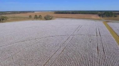 Tarım alanları pamuk havadan görüntüleri 4k