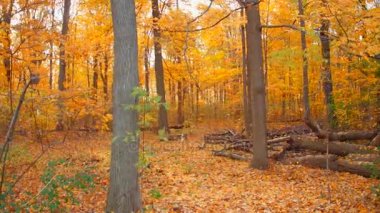 Gerçeküstü manzara yeşillik ağaçlarından düşen