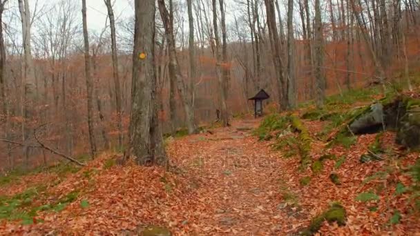 Sendero de senderismo Catskill Mountains NY — Vídeo de stock