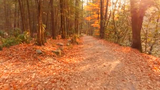 Scène nature Smokey Mountains 