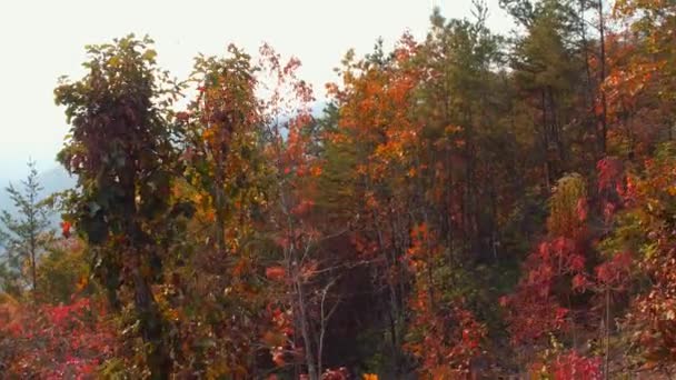 Follaje de montaña Tennessee — Vídeo de stock