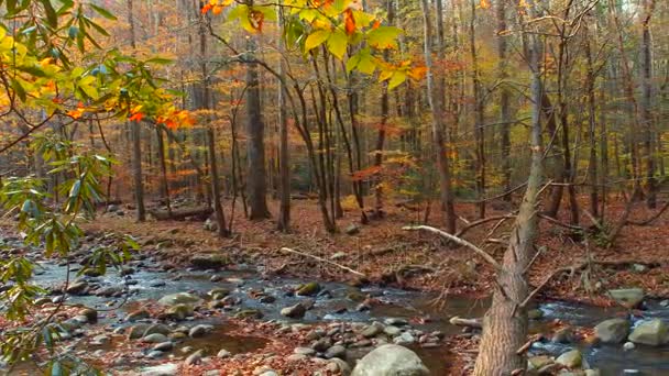 Přírodní scéna Smokey Mountains — Stock video