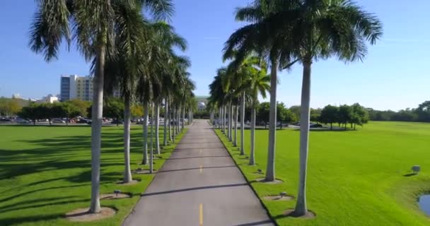 Aerial video row of palm trees — Stock Video