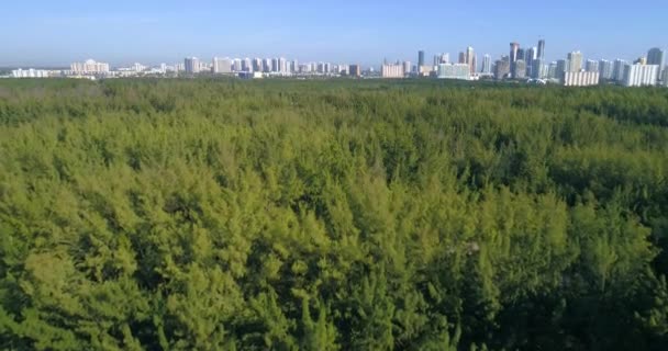 Drone nagrania woods — Wideo stockowe