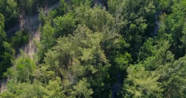 Vídeo aéreo da floresta — Vídeo de Stock