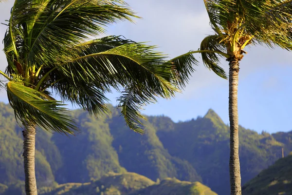 Palmiye ağaçları ile arka planda dağlar — Stok fotoğraf