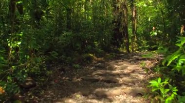 Manoa Falls iz Hawaii