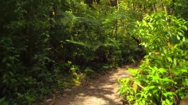 Manoa Falls iz Hawaii