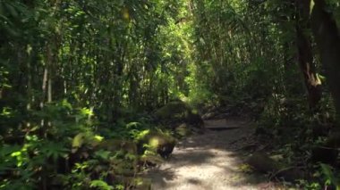 Manoa Falls Trai yürüyüşçü