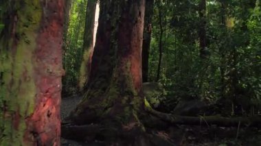 Manoa Falls iz Hawaii