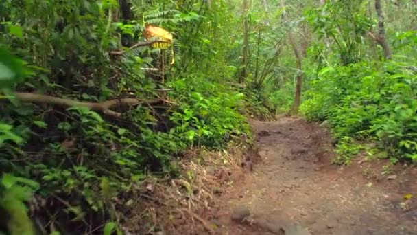 Sentiero forestale delle Hawaii — Video Stock
