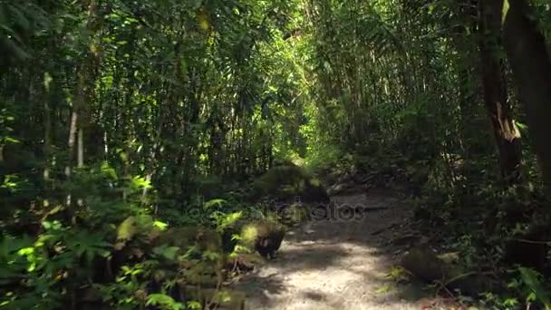 Wanderer auf Manua stürzt Trai — Stockvideo
