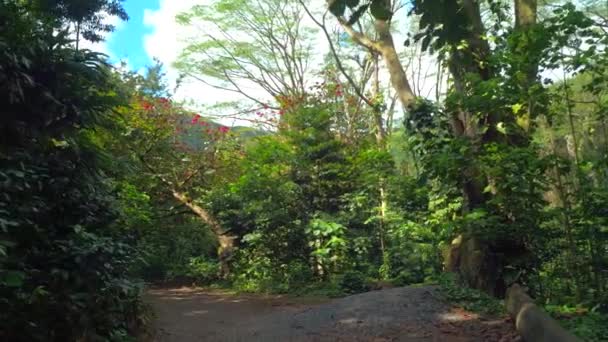 徒步旅行马诺阿分校瀑布 Trai — 图库视频影像