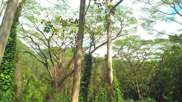 Manoa Falls Trail Hawaii — Stock Video