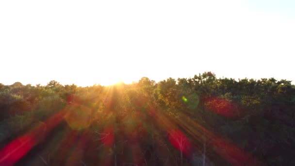 Antenowe drone rośnie powyżej drzew ujawnić rozbłysk słoneczny 4k — Wideo stockowe