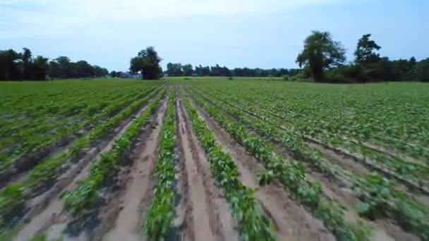 Baixo drone voando sobre culturas em uma fazenda aérea 4k — Vídeo de Stock