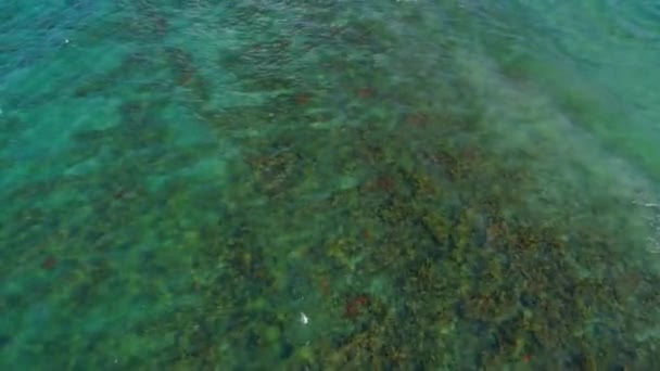 Florida resif 4k 60p — Stok video