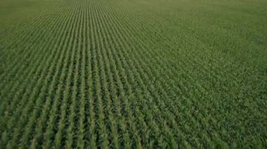 Mısır üzerinden hava dron alanları 4k 60p