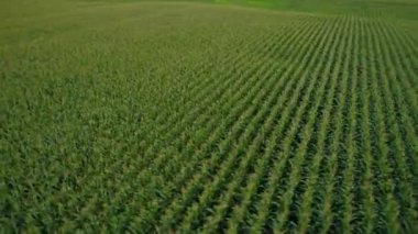 Çiftlik üzerinde hava spin alanları 4k 60p