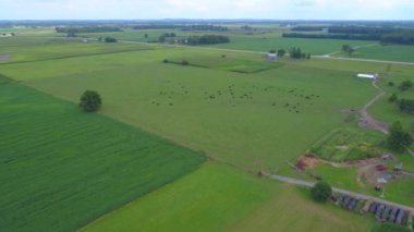 İnekler tarlada otluyor.