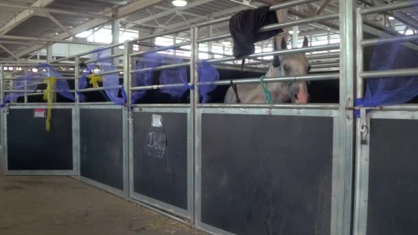 Iowa State Fair — Stock Video