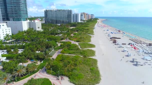 Sand sea palm rosnących Miami — Wideo stockowe