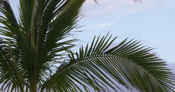 4k palm fronds — Stock Video