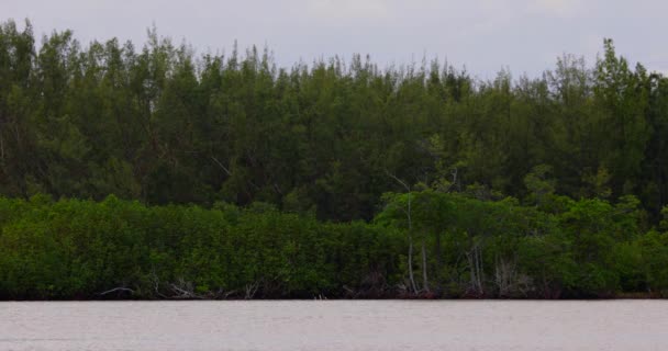 Bosque junto al río — Vídeos de Stock