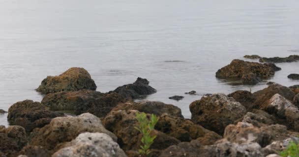 Rochers au bord de la rivière — Video