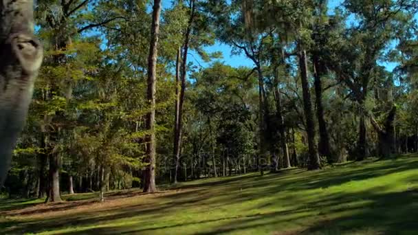 Motion Video Natuur Scène Bossen Bos Met Bomen — Stockvideo