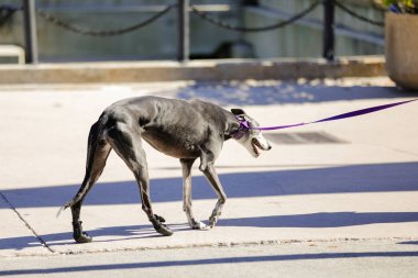 Tazı köpek ya da bir leash üzerinde greyhound