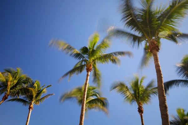 Длительное воздействие размытые пальмы на ветру на голубом небе — стоковое фото