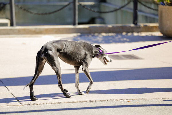 Whippet dog or greyhound on a leash
