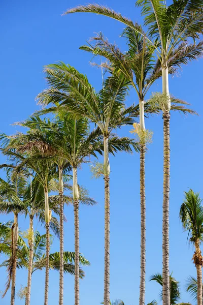 Rij palmbomen op een blauwe hemel — Stockfoto