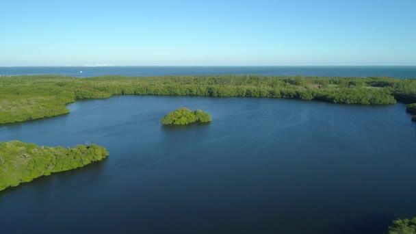 Aerial Island Mangrove Trees — Stock Video