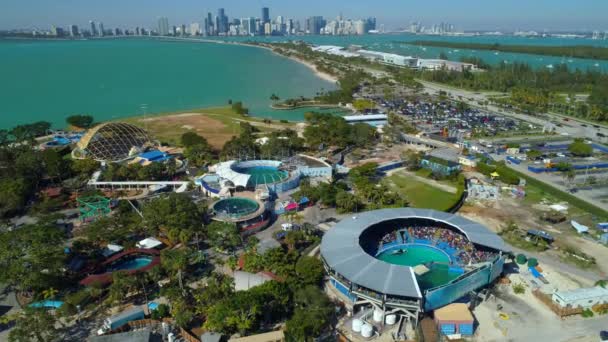 Miami Seaquarium Killer Whale Show Aerial Drone Footage — Stock Video