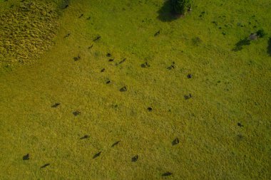 İnekler tarlada otluyor.