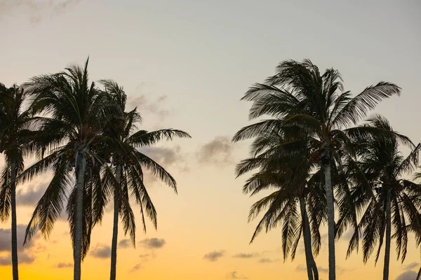 Immagine crepuscolare di palme da cocco tropicali Miami — Foto Stock
