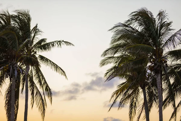 Miami palm stromy za soumraku — Stock fotografie