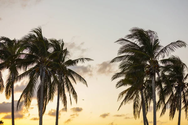 Palme tropicali Miami con noci di cocco — Foto Stock