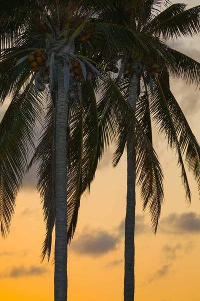 Dikey görüntü palmiye ağaçları alacakaranlıkta Miami — Stok fotoğraf