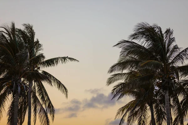 Miami gece karanlığında palmiyeler — Stok fotoğraf