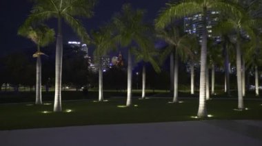 Parktaki parlak palmiye ağaçları sabit kamera 4K ile görüntülenir.