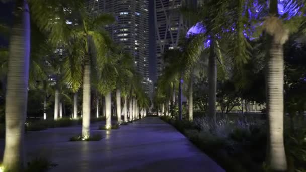 夜のヤシの木の列を通ってマイアミ4K — ストック動画