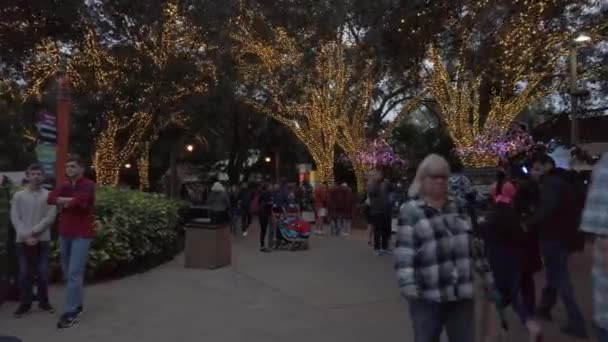 Decorazione Leggera Vacanza Busch Gardens Tampa Florida — Video Stock