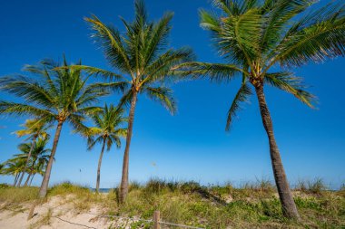 Doğa kumsalları Fort Lauderdale Sahili kaplumbağa yuvaları